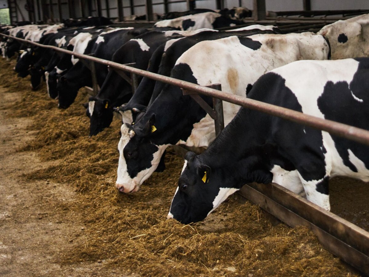 Черно-пестрая порода коров на комплексе