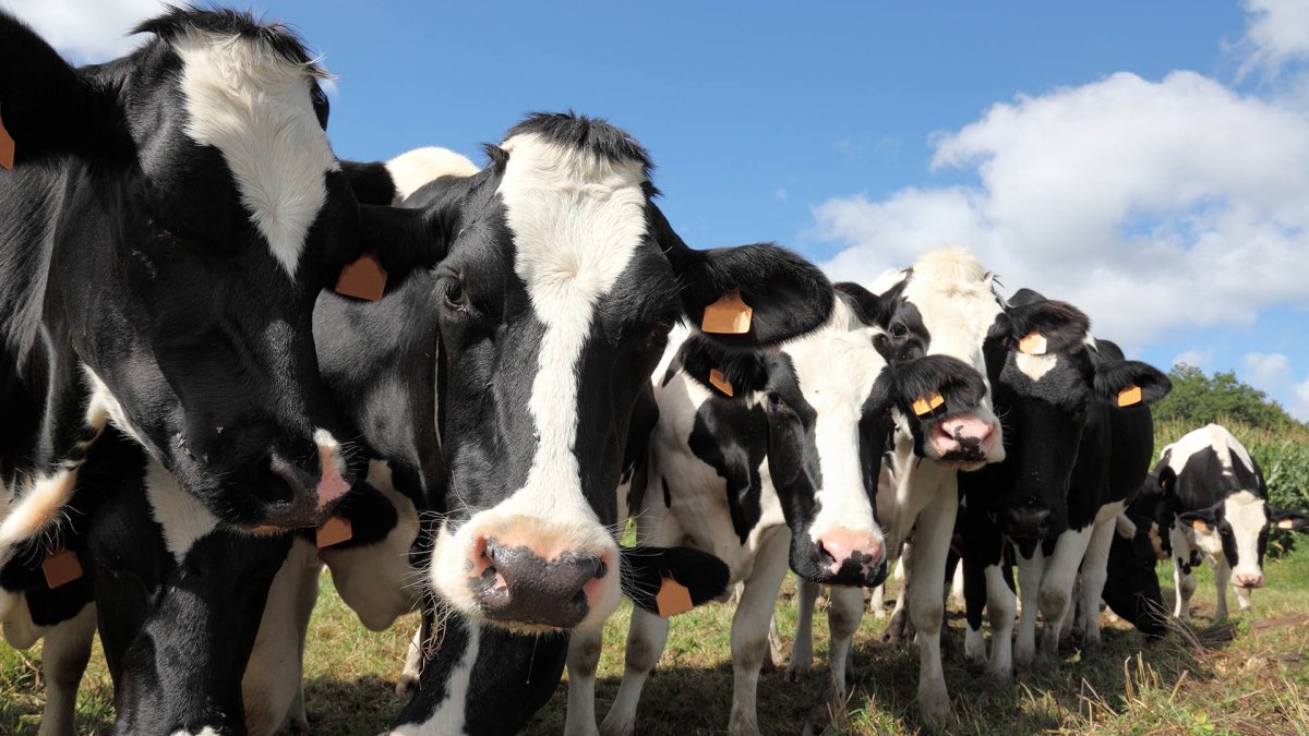 Голштинская черно пестрая порода коров