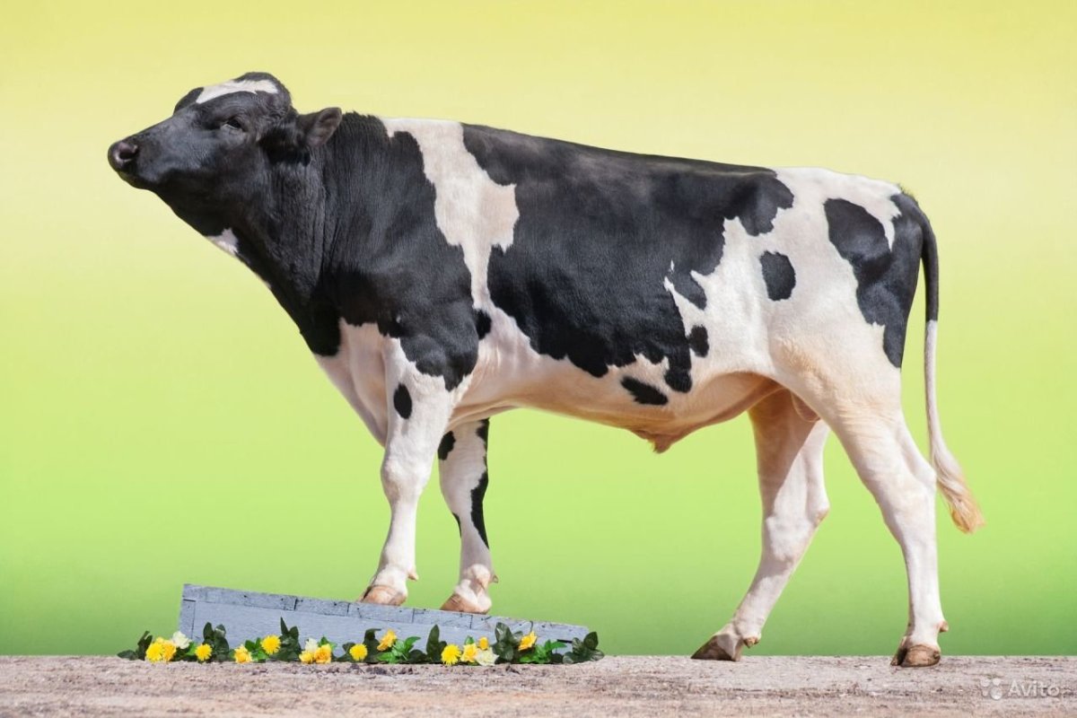 Холмогорская (черно-пестрая порода, молочная) порода коров