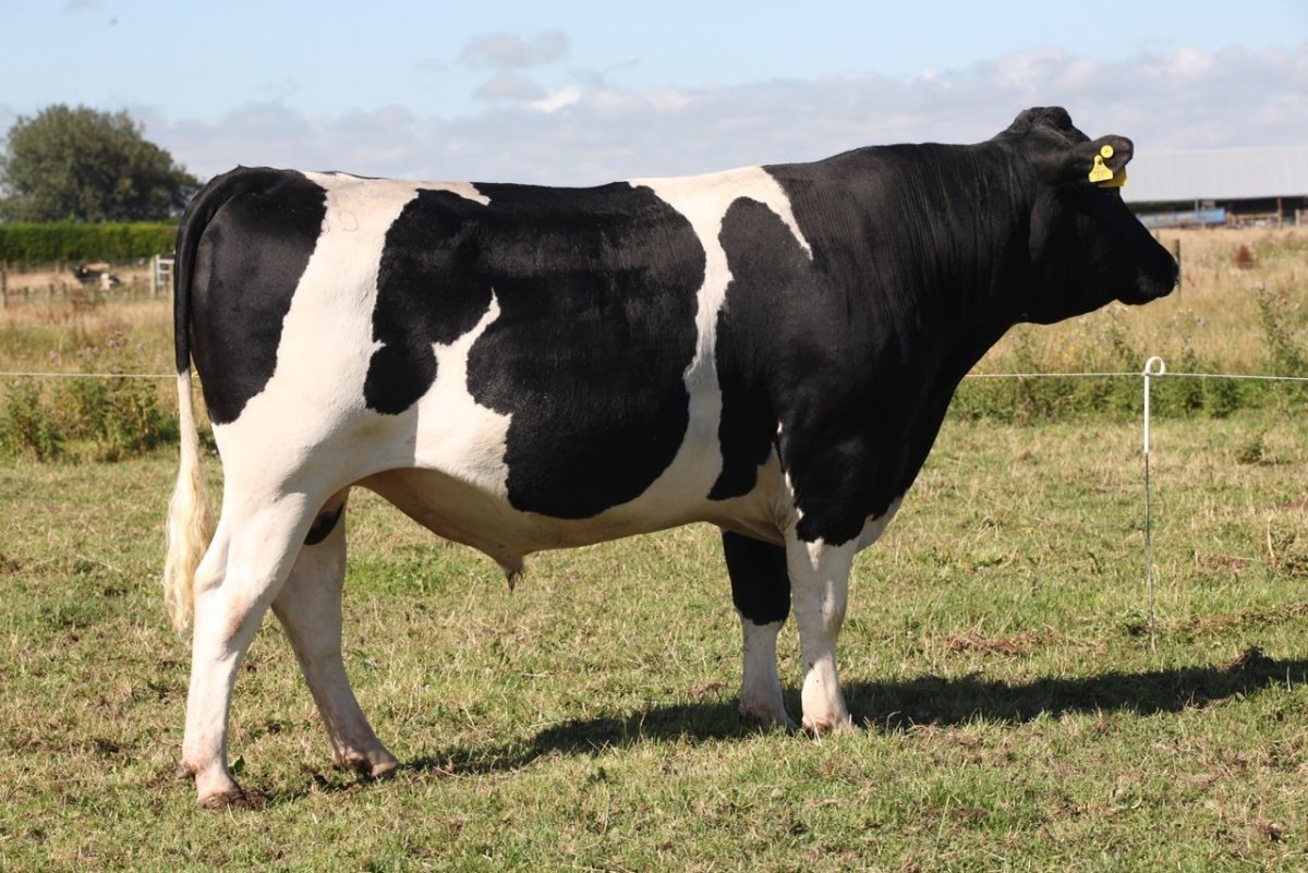 Голштино-Фризская порода коров