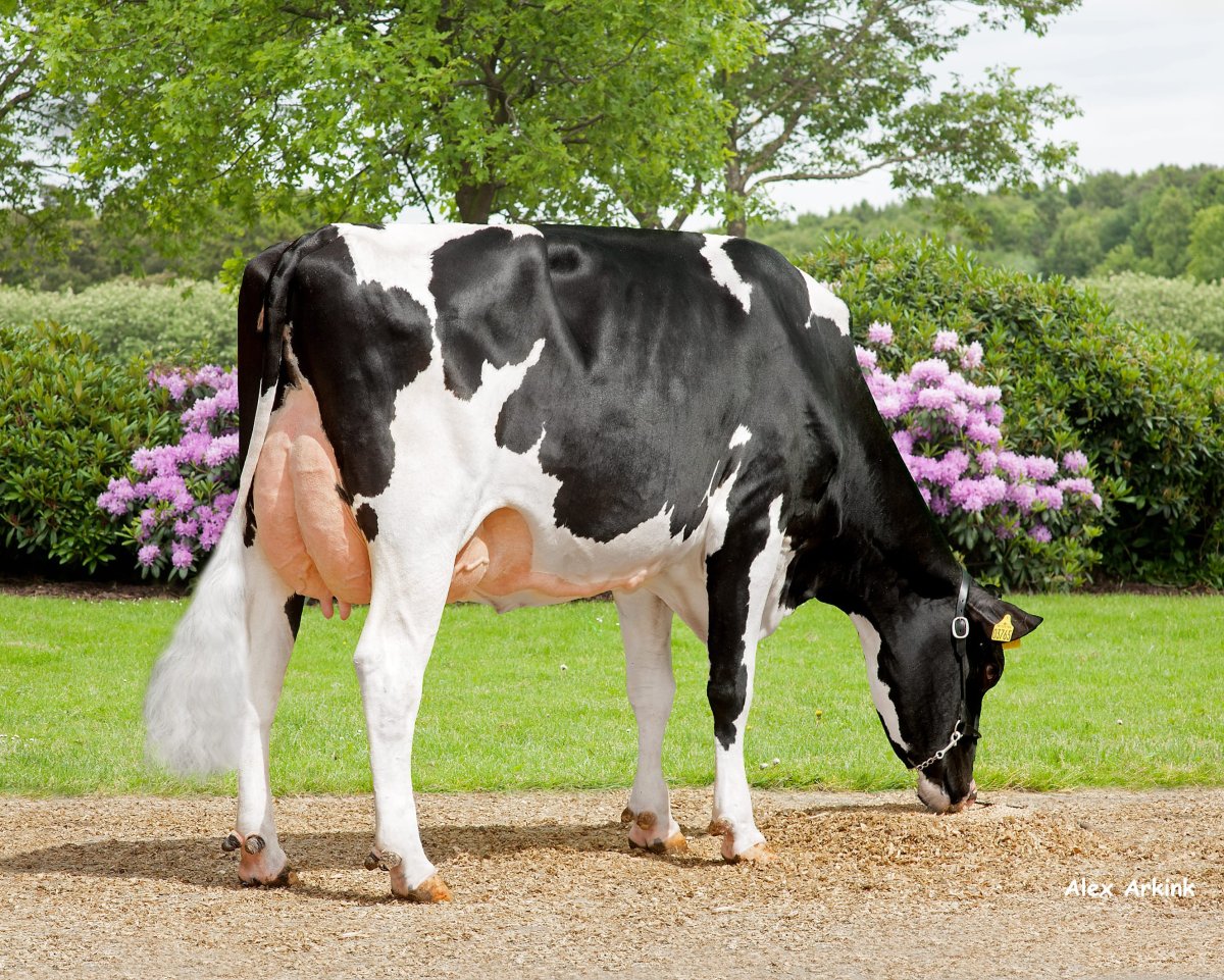 Голштино-Фризская корова