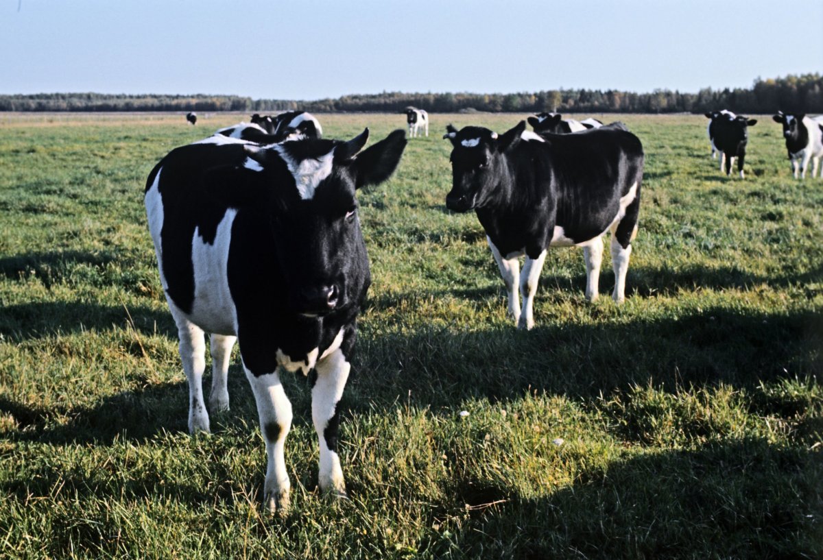 Черно белая корова порода