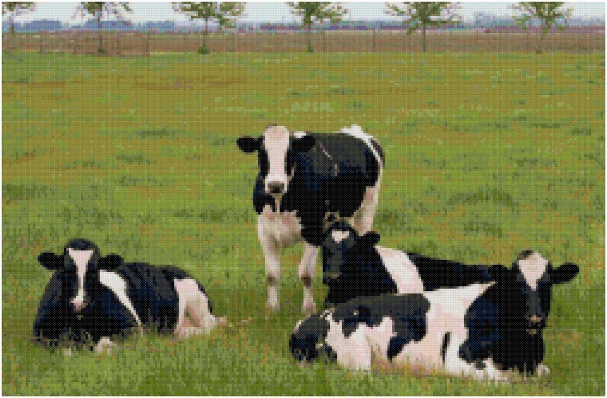 Голштинская черно пестрая порода коров