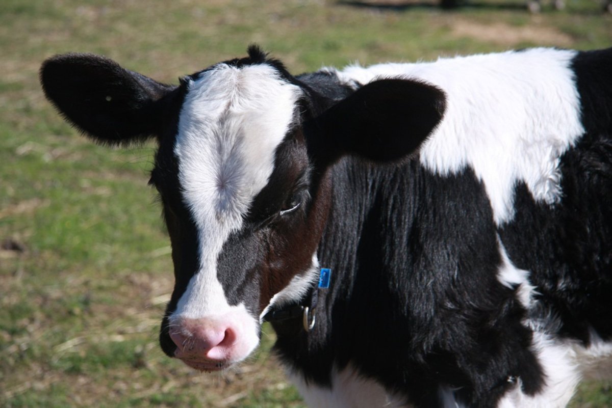 Порода телят Холмогоры