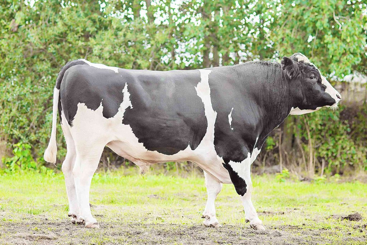 Порода Быков Холмогорская порода