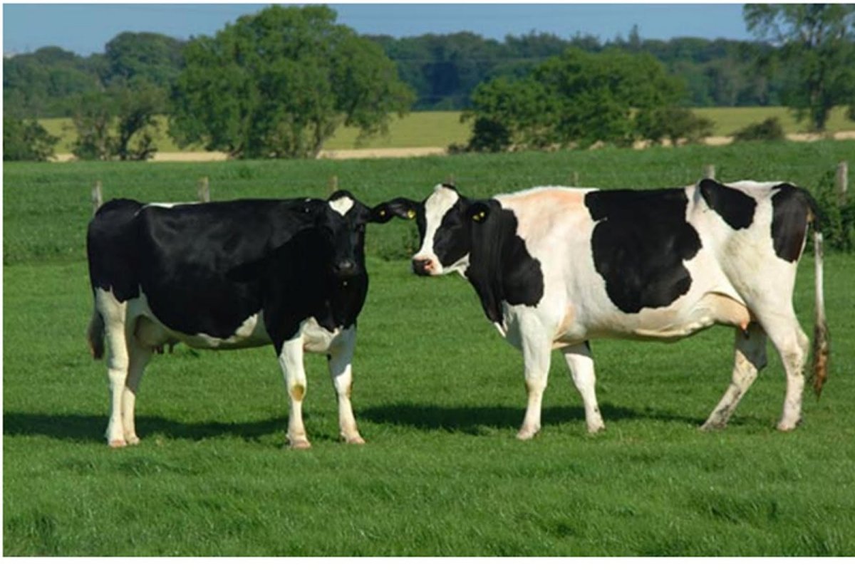 Холмогорская порода КРС