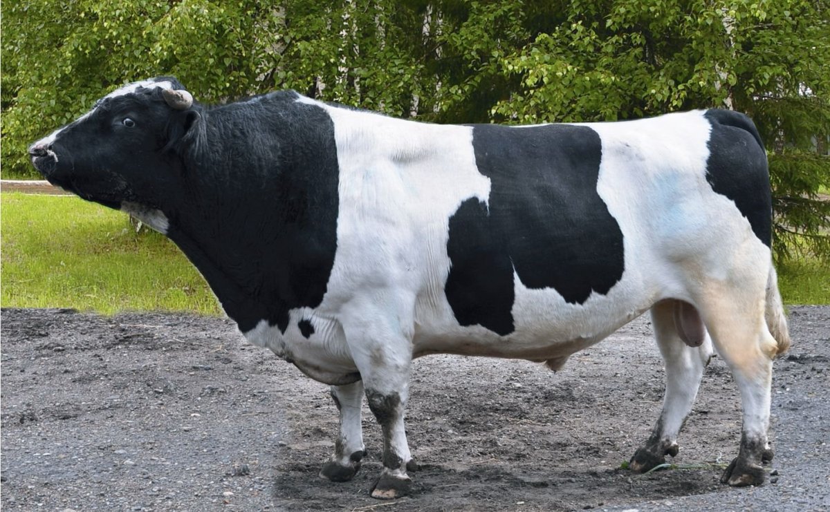 Бык голштинской породы