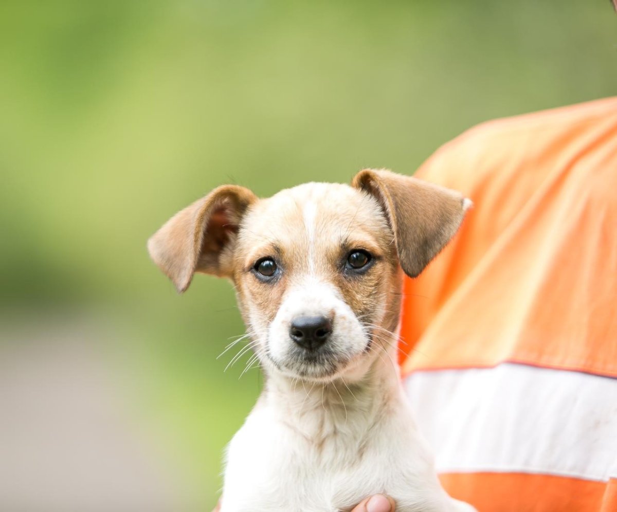 Йоркшир Рассел терьеры
