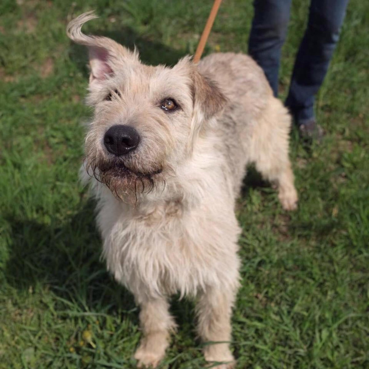 Метис тоя длинношерстные