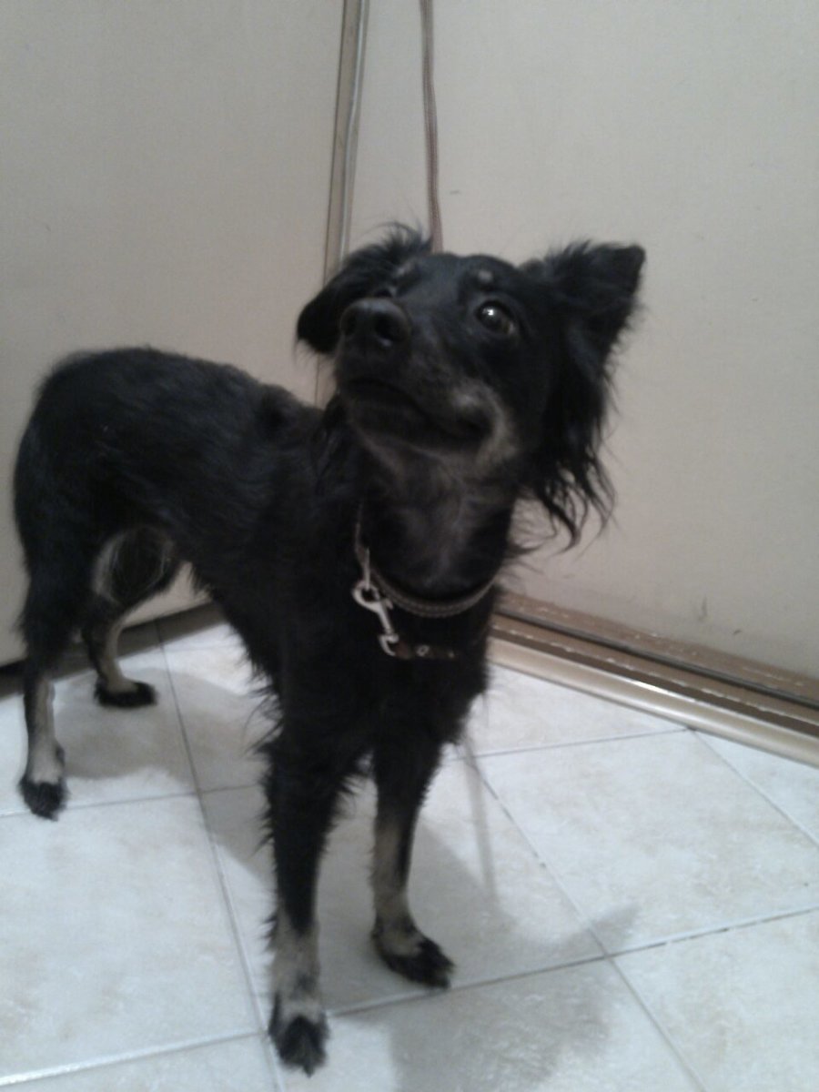 Кроличья такса жесткошерстная бородатая