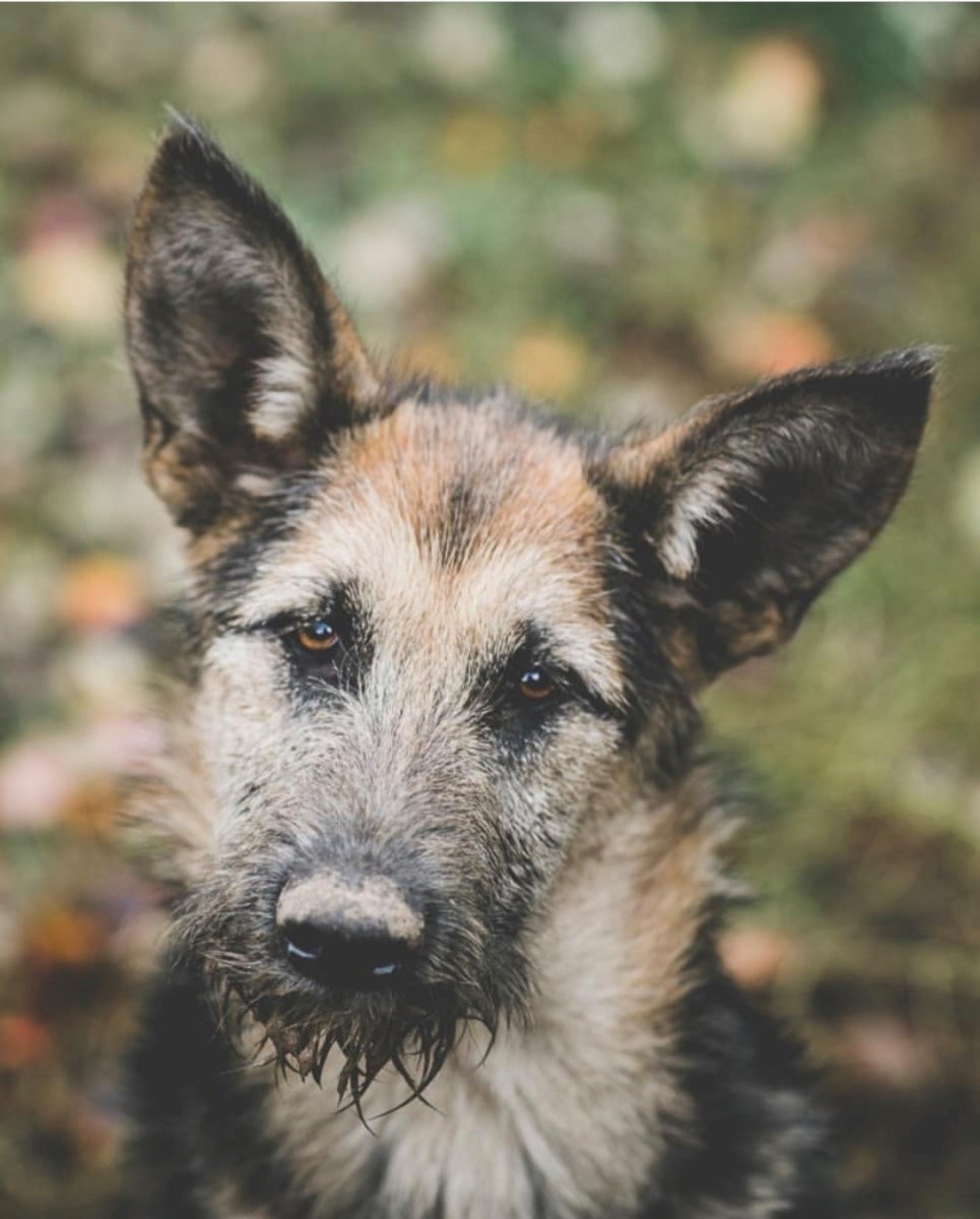 Парсон Рассел терьер метис