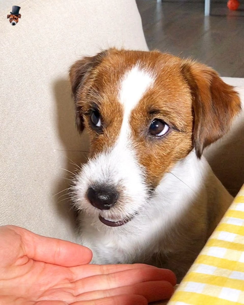 Метис малинуа и аусси