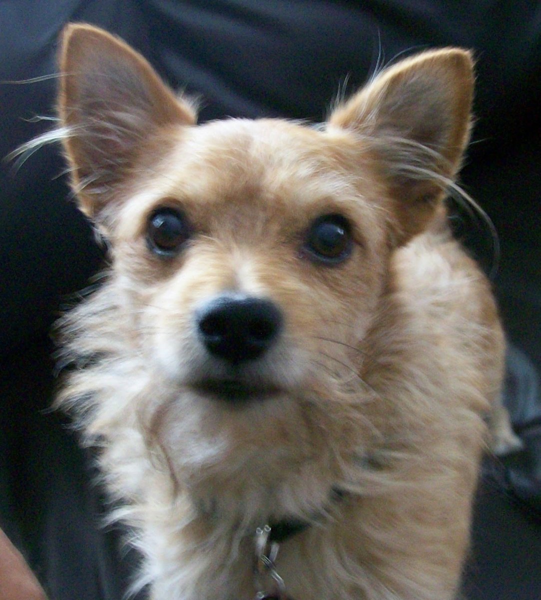 Питбуль метис дворняги