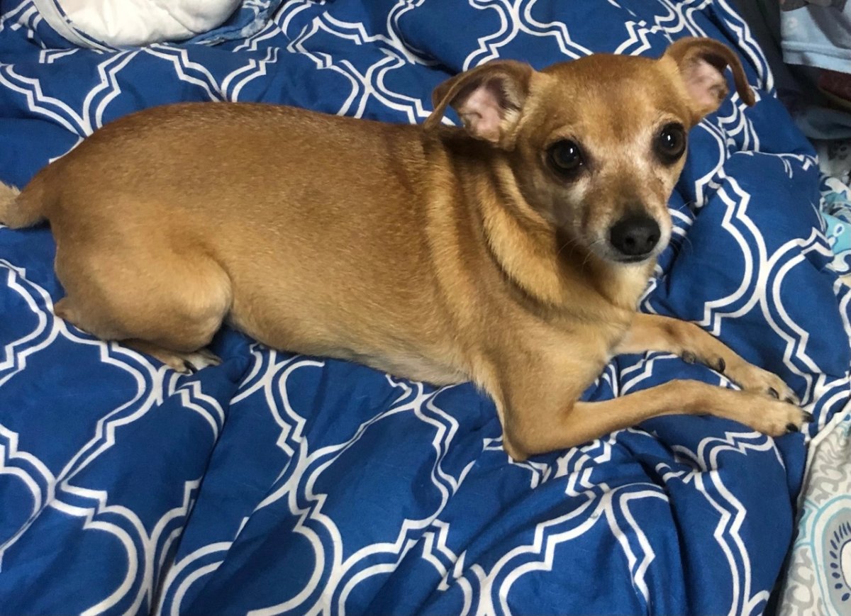 Щенки породистые даром