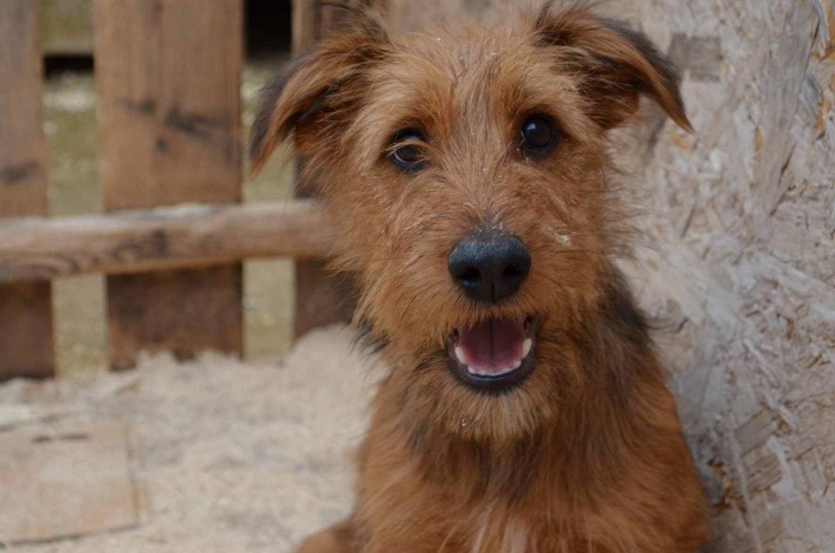 Рэт терьер метис