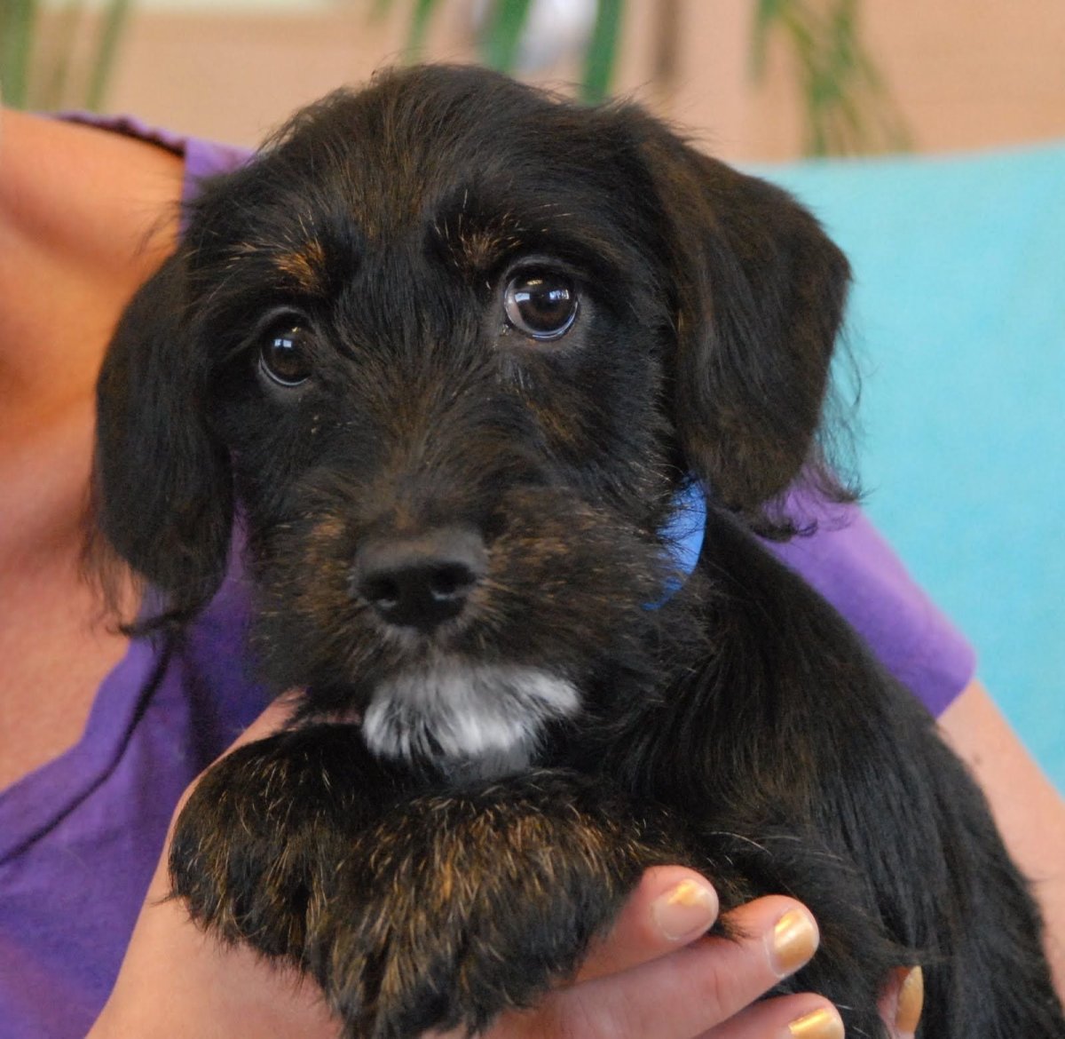 Пинчер с дворнягой