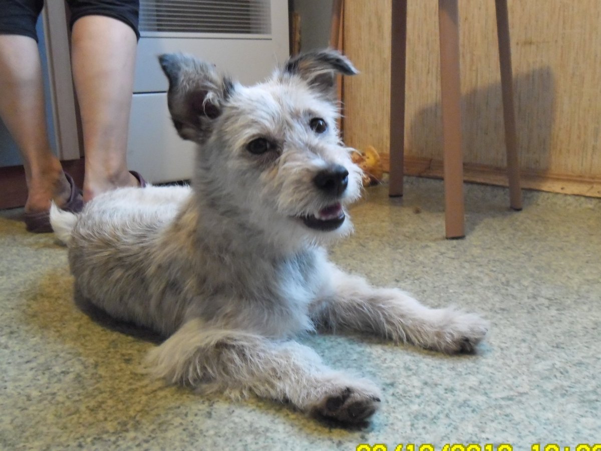 Ирландский терьер метис