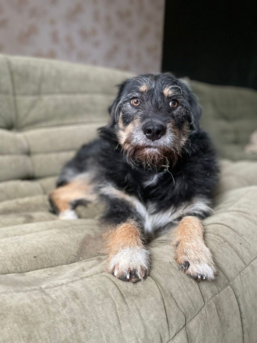 Дисы помесь с собакой