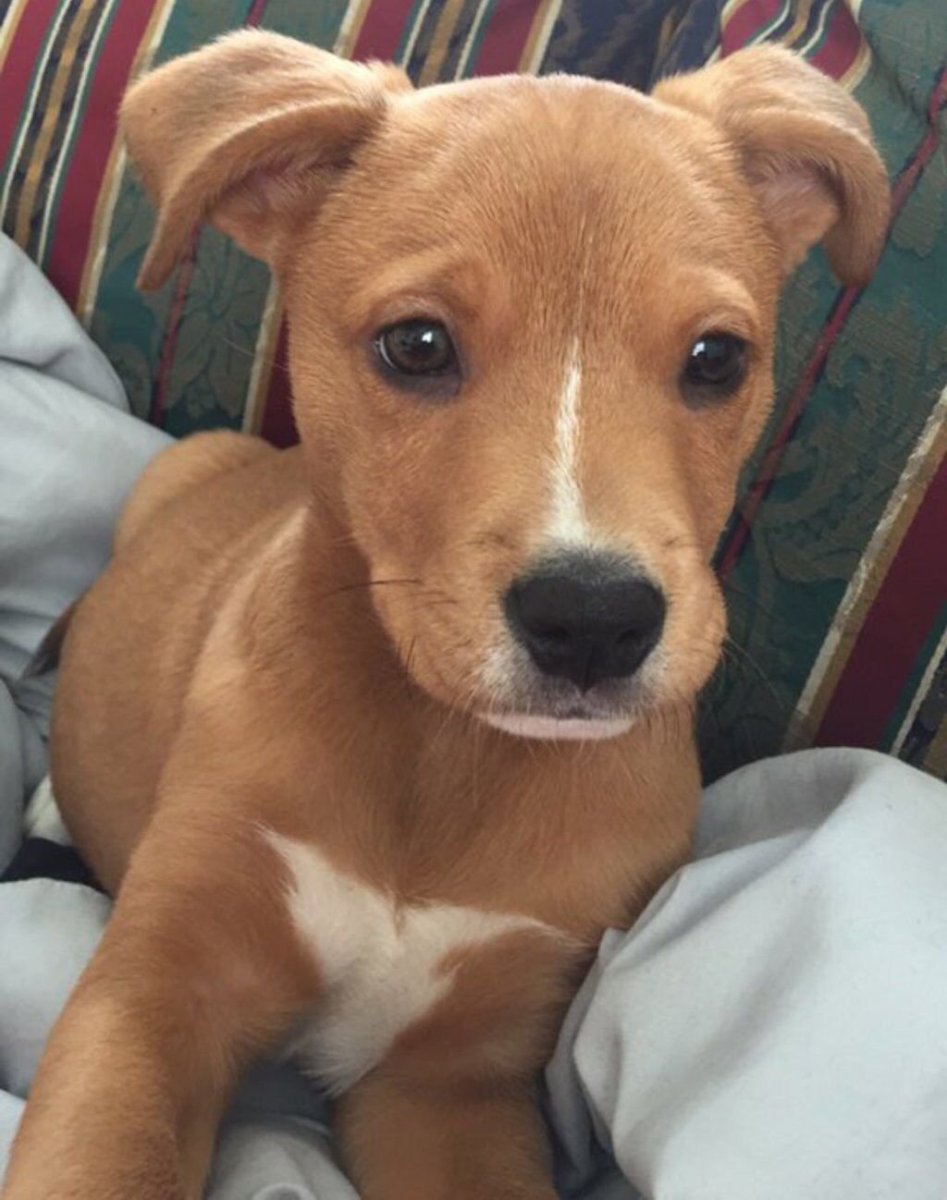 Метис папильона и Йорка