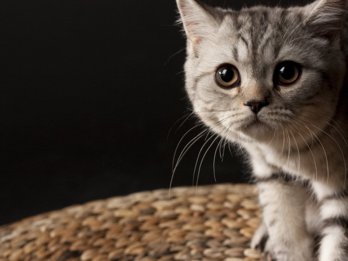 Заставка котики