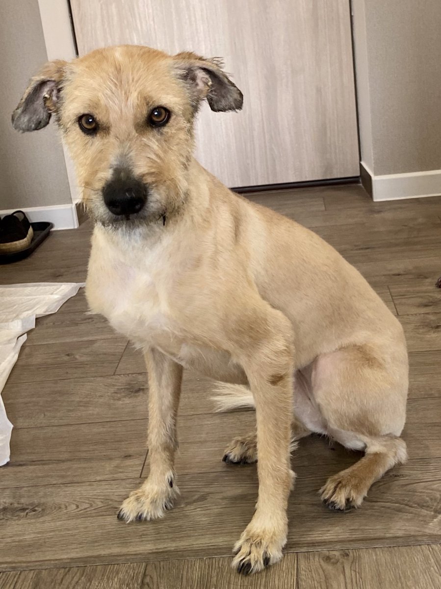 Цвергпинчер Рассел метис