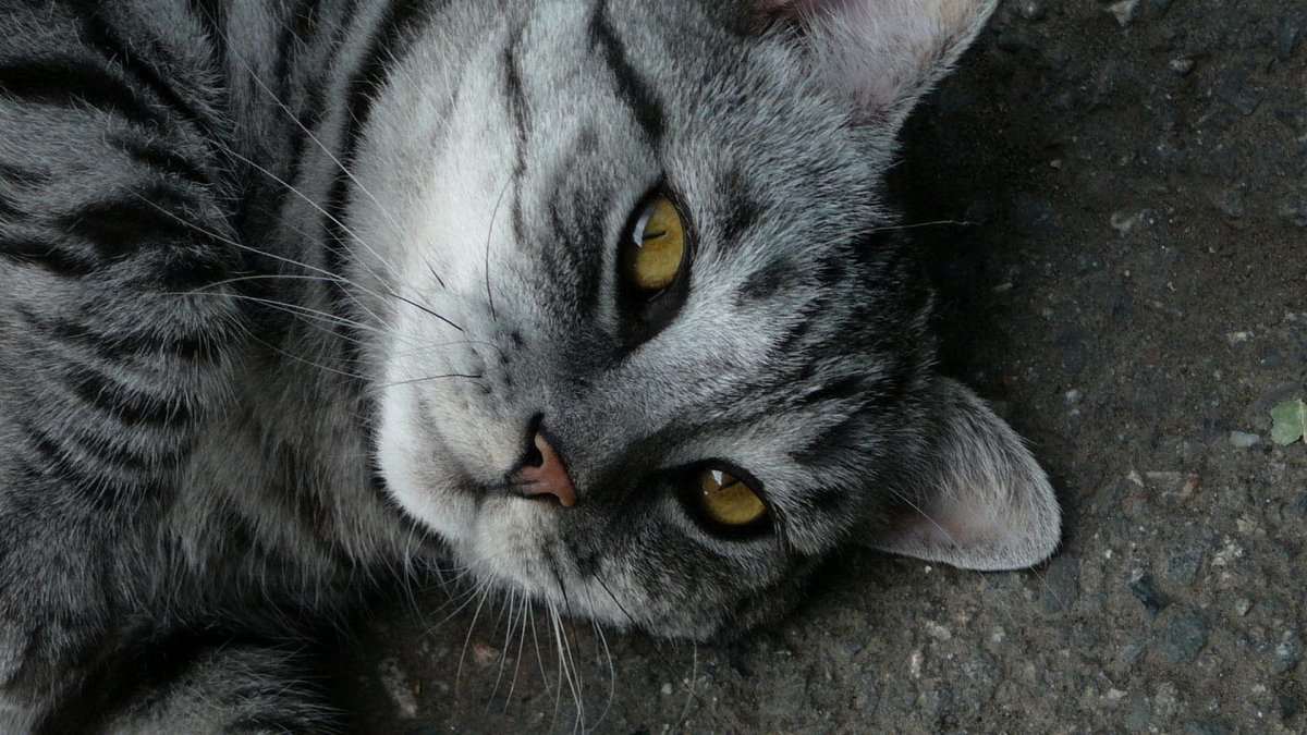 Дымчатый полосатый кот