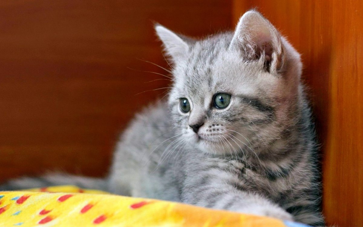 Шотландский страйт котенок