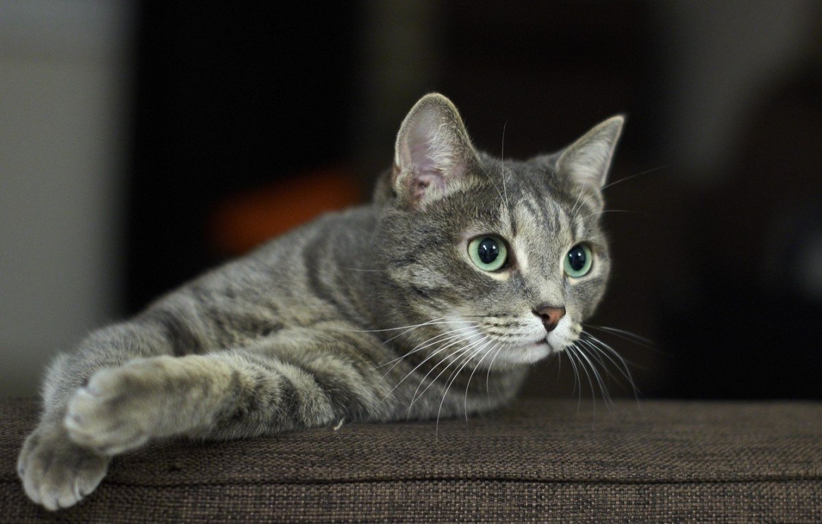 Серый полосатый кот порода