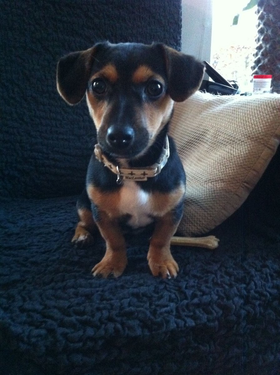 Метис Рассел терьера