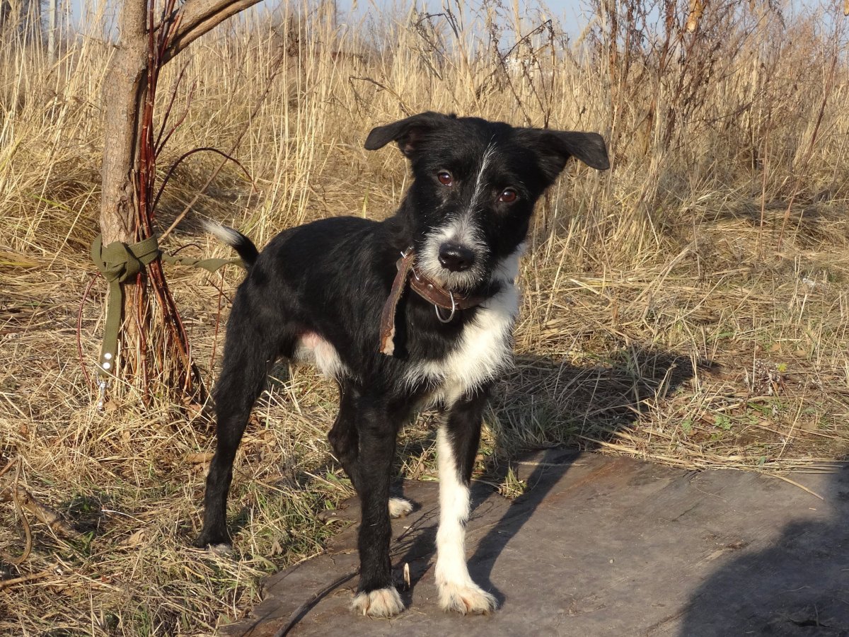 Терьер волкодав