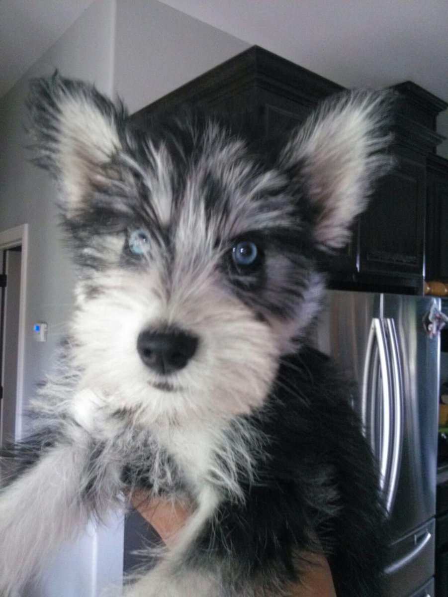 Той пудель и Папильон