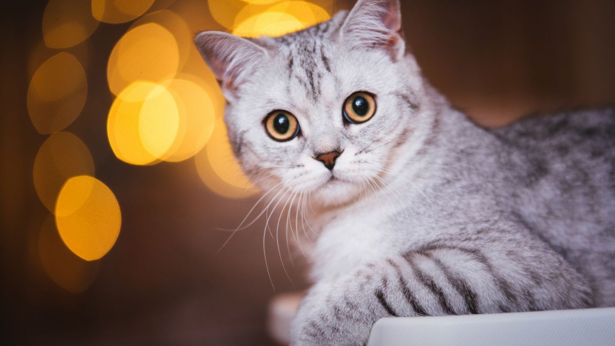 Британский кот полосатый серый