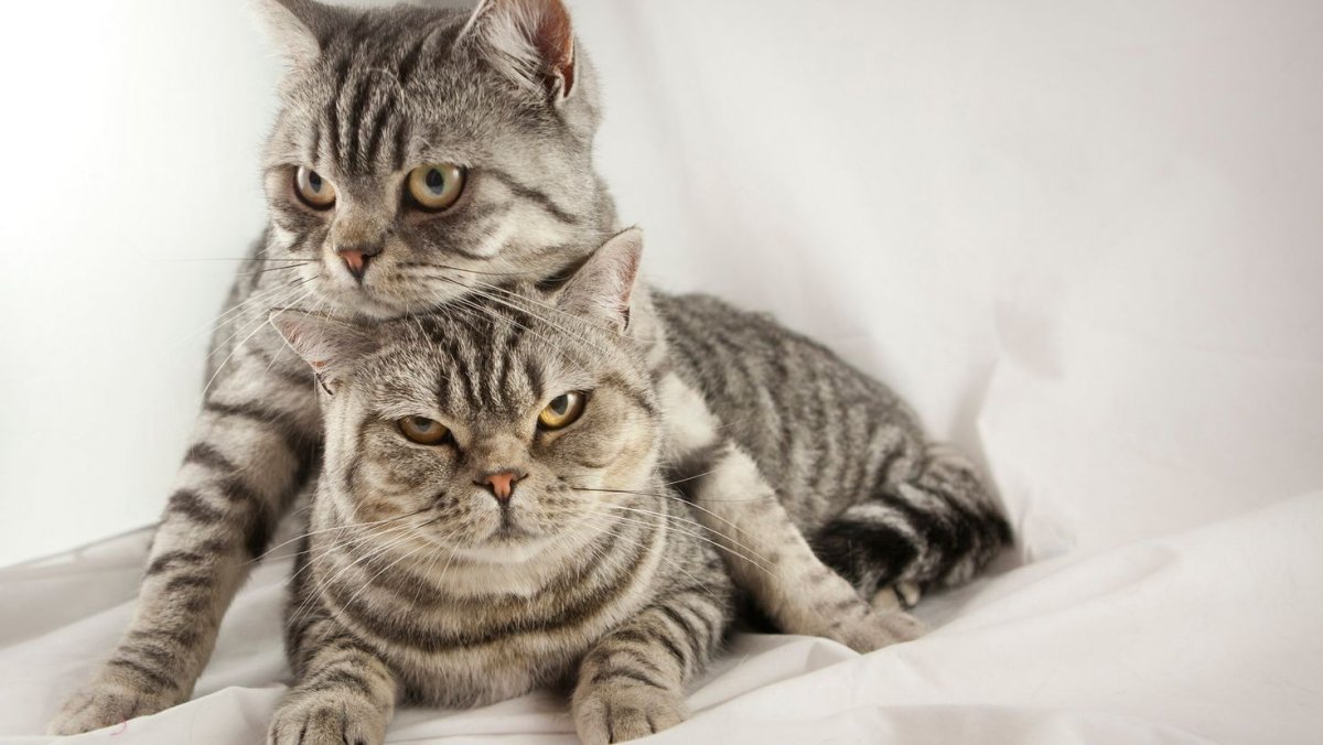 Два британских кота