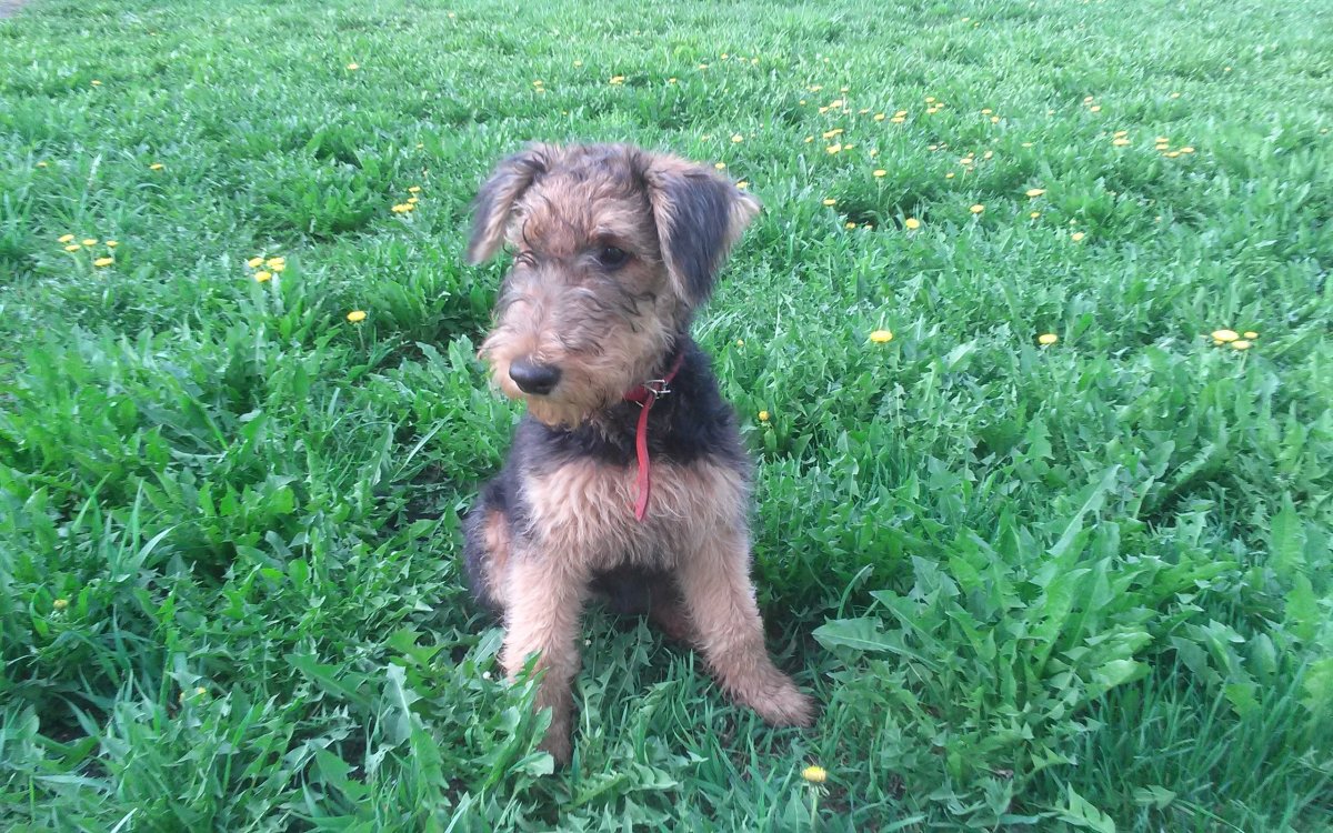 Джек Рассел пинчер