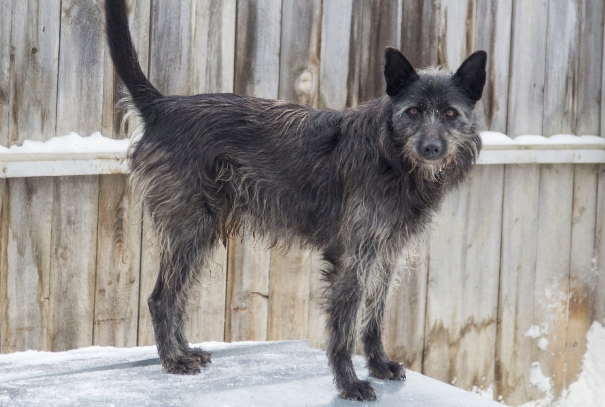 Аусси и немецкая овчарка