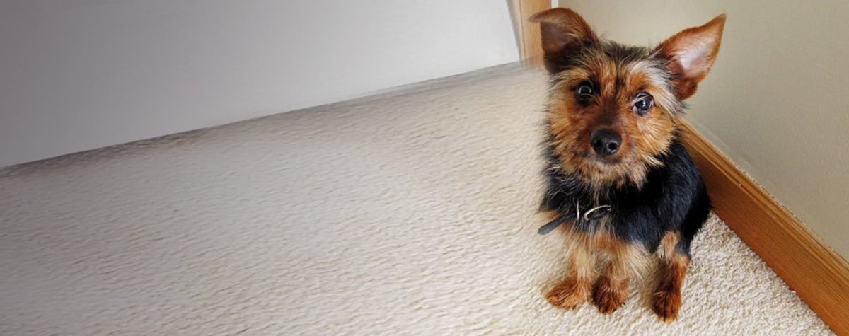 Джек Рассел смесь с дворнягой