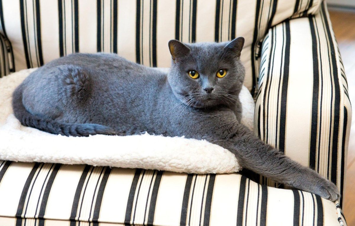 Британец дымчатый полосатый