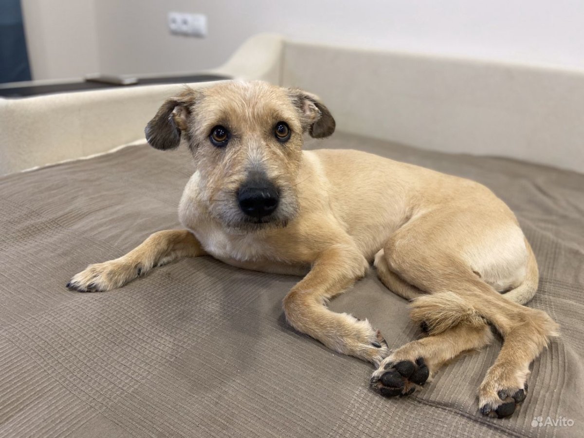 Йоркшир Рассел терьеры