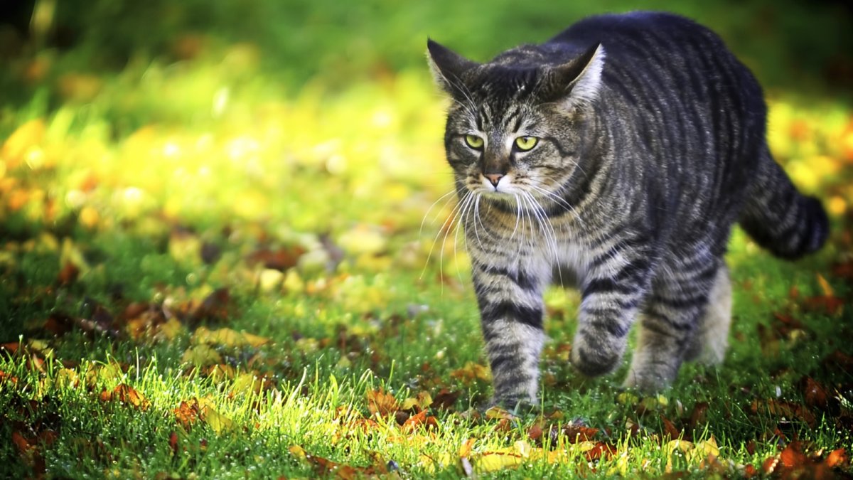 Сибирская кошка полосатая