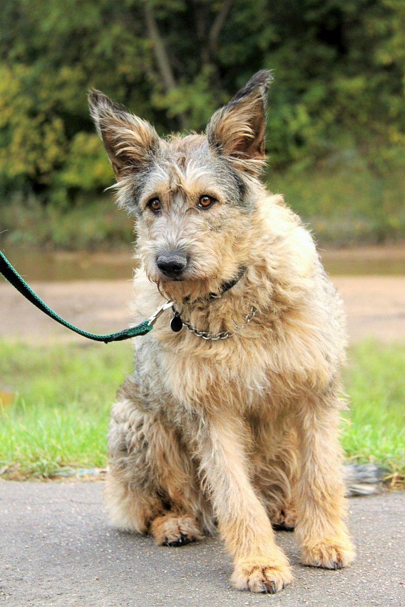 Метис терьера