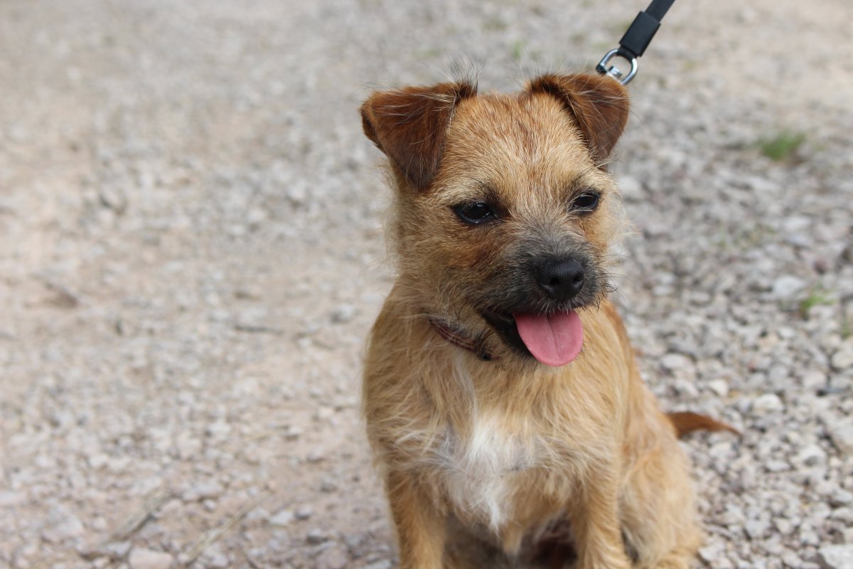 Собака ростом 40 см