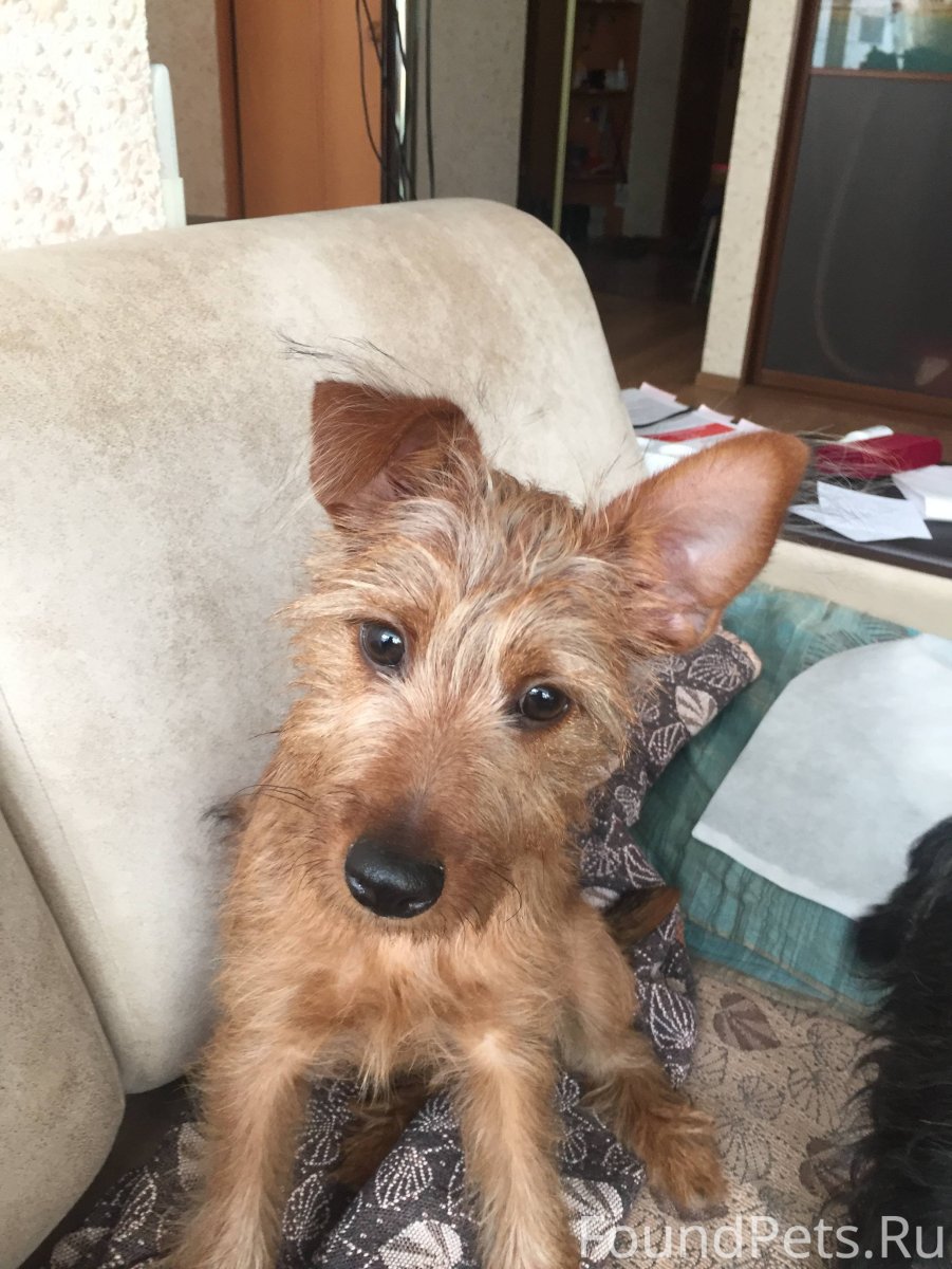 Глен оф имаал терьер и спаниель