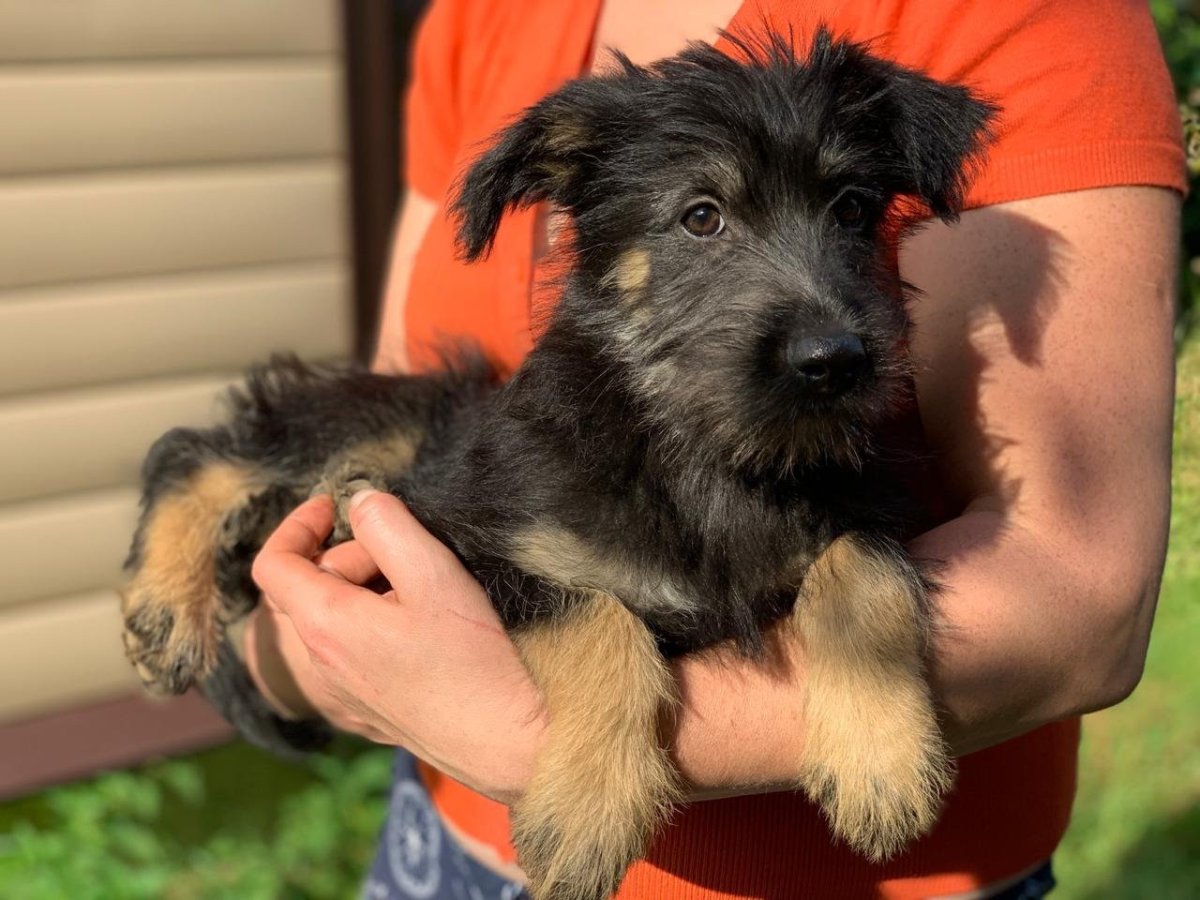 Метис Джек Рассела и Йорка