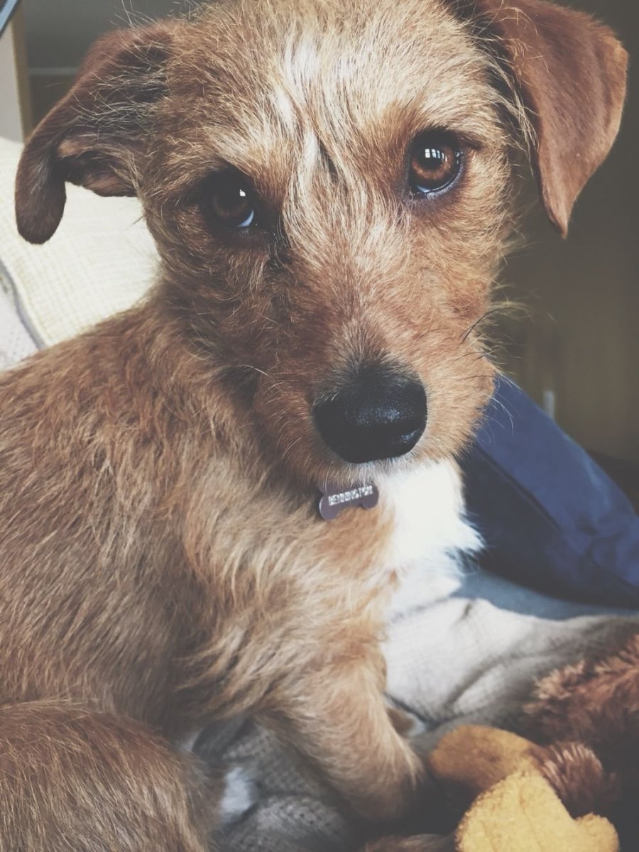 Шнауцер терьер полукровка