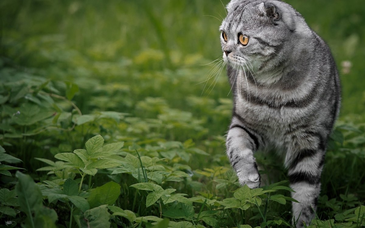 Шотландский вислоухий кот полосатый