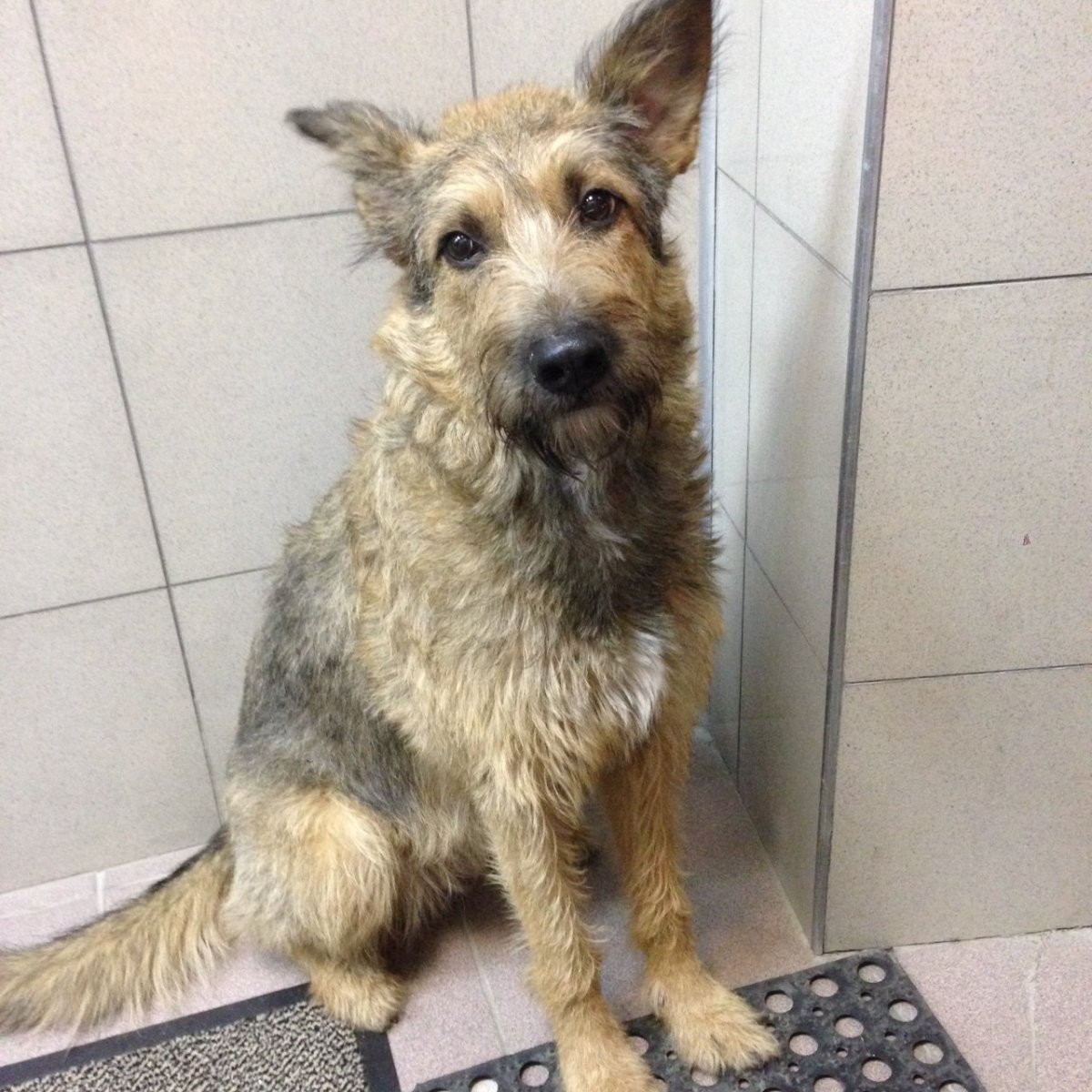 Австралийский шелковистый терьер