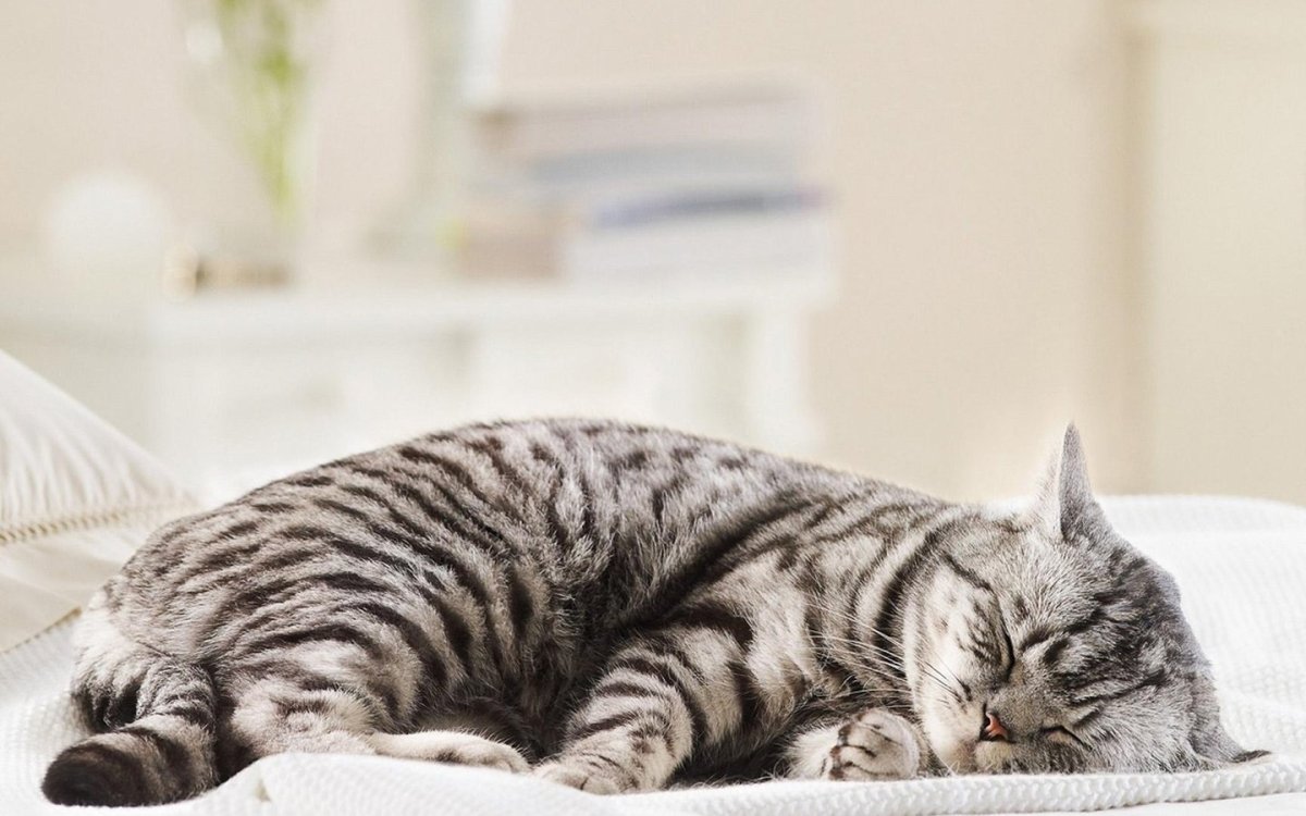 Кошка вискас