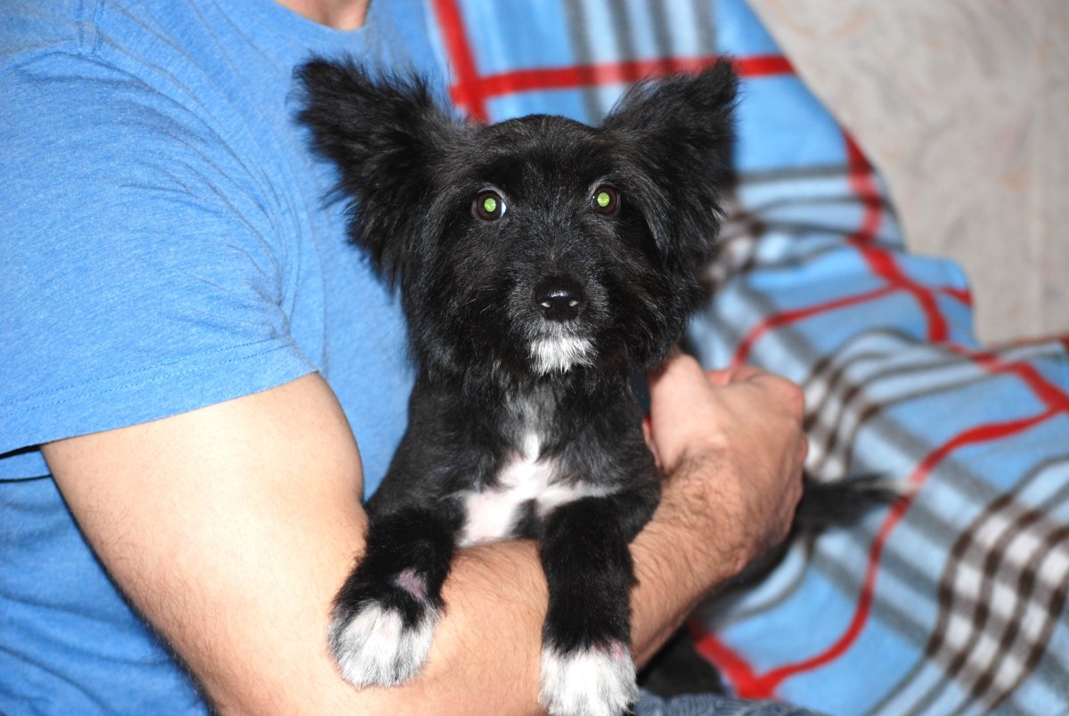 Смесь Джек Рассела и Йорка