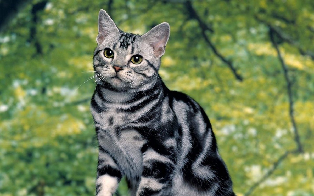 Азиатская табби мраморная