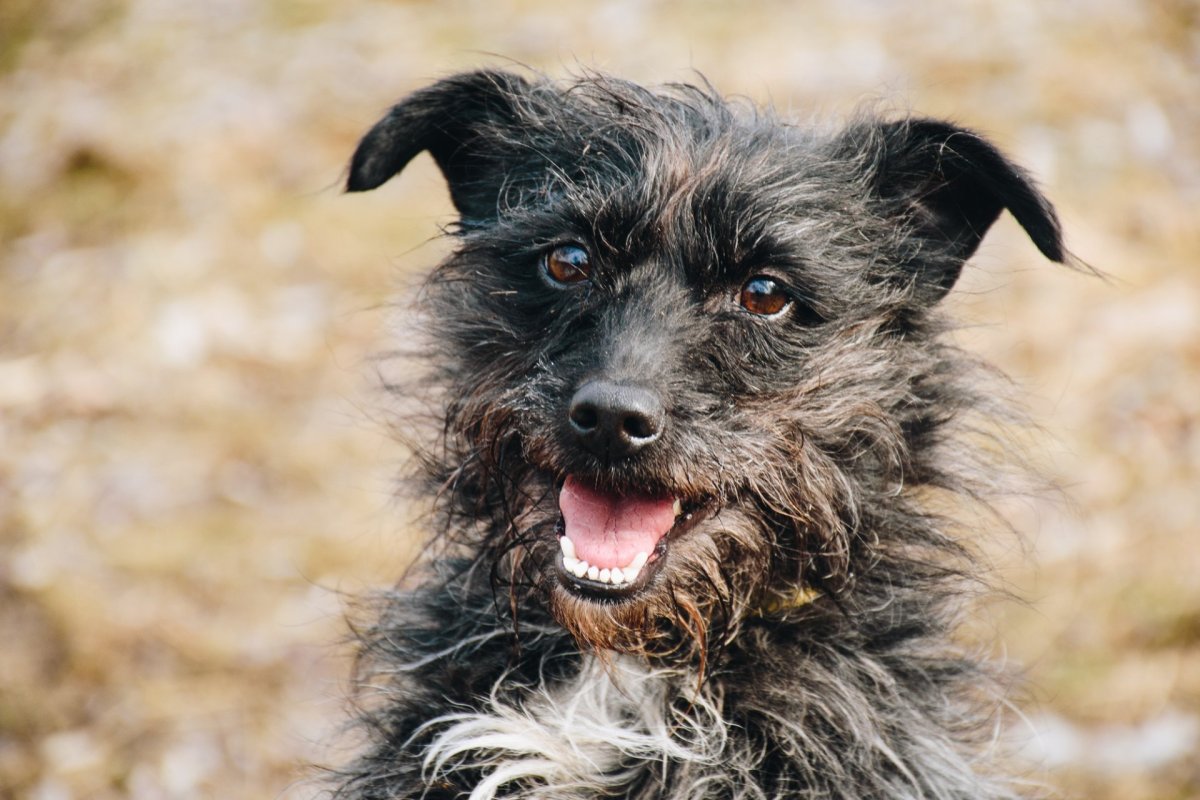 Метис пинчер терьер рыжий